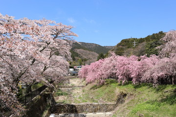 箱根の桜