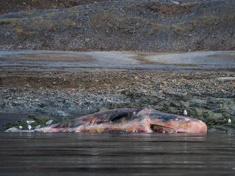 Dead whale carcass lies on rocky coast in Svalbard, surrounded by seabirds scavenging at the water's edge.