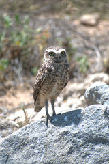 The burrowing owl (Athene cunicularia)