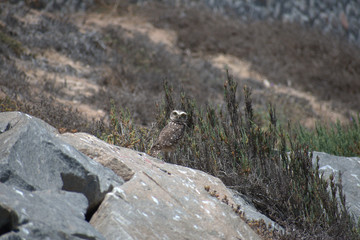 The burrowing owl (Athene cunicularia)