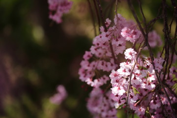 箱根の桜