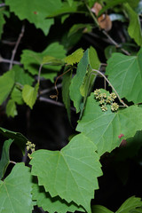 muscadine grapes to be