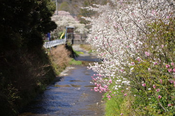 Fototapeta na wymiar 箱根の桜