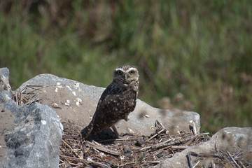 The burrowing owl (Athene cunicularia)