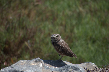 The burrowing owl (Athene cunicularia)