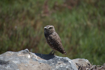 The burrowing owl (Athene cunicularia)