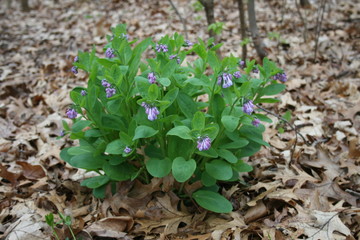 Wildflowers on Forest Floor 2020 I