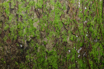 Moss on the bark of a tree. The texture of the tree bark. 