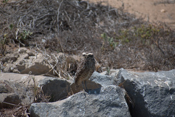 The burrowing owl (Athene cunicularia)