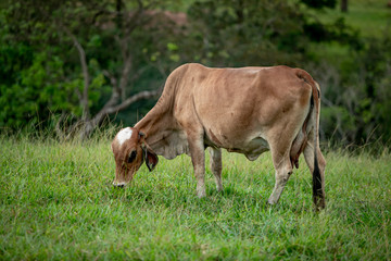 Gado no pasto