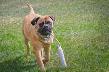 2020-04-04 A BULLMASTIFF IN A PARK CARRYING A BUMPER IN HER MOUTH
