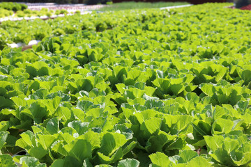 Organic hydroponic vegetable cultivation farm, Agriculture and hydroponic concept