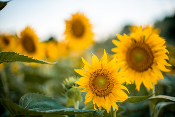 Sunflowers