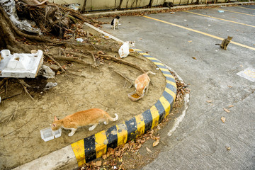 Feeding stray street cats in the Philippines. 