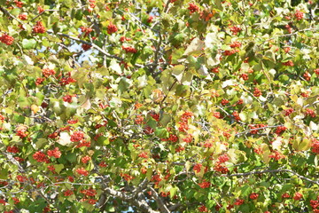 Berry Tree