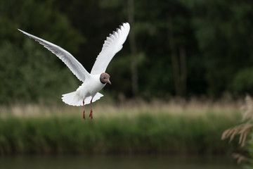 black headed gull in flight