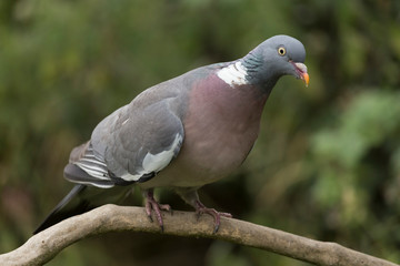 close up of a pigeon