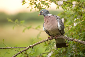 wood pigeon perched