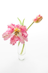 Parrot tulips on white background
