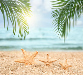 Fototapeta na wymiar Starfishes and tropical sandy beach on sunny day