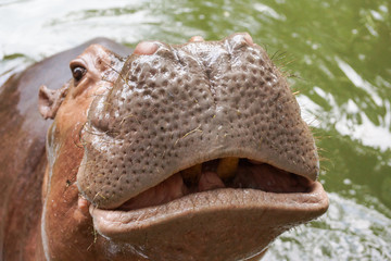 Closeup shot of hippopotamus's nose and mouth parts
