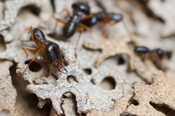 Termites destroying wood from the ground / Termite problem in house concept