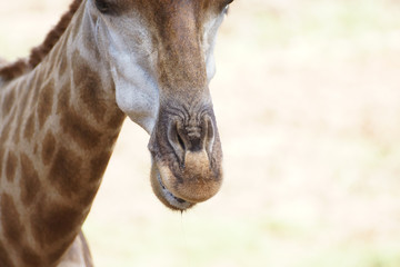 Closeup shot of a giraffe nose