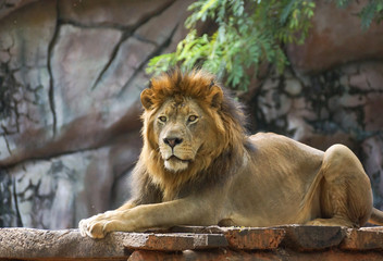Naklejka na ściany i meble Male lion lying on a wooden stage