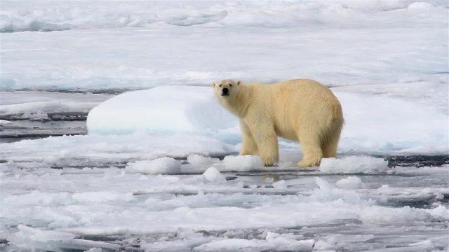 Polar bear Walking on Melting broken sea ice
Polar bear Walking on waving  Melting broken sea ice in arctic sea
