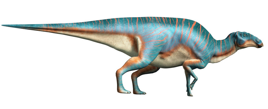 Maiasaura 
Maiasaura, a hadrosaur, on a white background. This duck billed dinosaur, now extinct, was an herbivore that lived during the cretaceous period. 3D Rendering. 