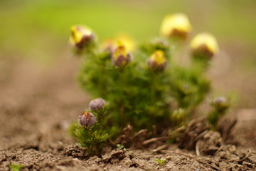 Yellow flowers adonis grow in the spring garden