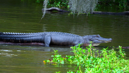 Wild alligator in the swamp of Louisiana