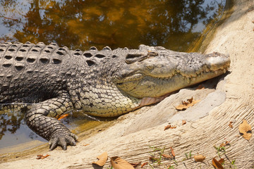 A crocodile lying in the sun