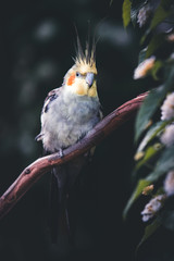 Cacatua Ninfa