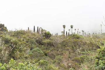 Chingaza paramo landscape with puyas and frailejones, espeletia uribei