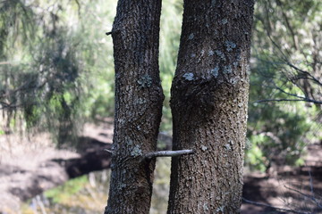 Obraz premium natura australiana alberi che si baciano