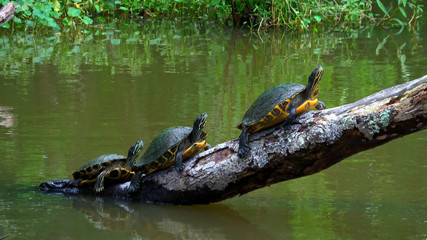 Turtles in the swamps of Louisiana
