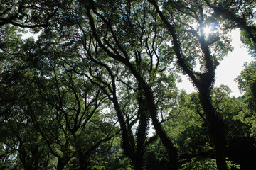 landscape of trees in the park kagoshima japan shining sun through the branchs