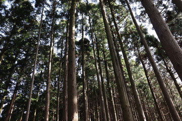 Fototapeta premium 竜ヶ岳 日本 景色 登山
