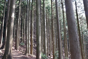 Naklejka premium 竜ヶ岳 日本 景色 登山