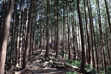 竜ヶ岳　日本　景色　登山