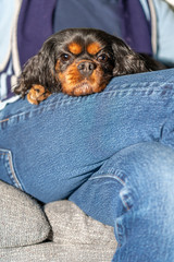 Close up of a cute dog's face as she rests on her owner's lap. Cavalier King Charles Spaniel breed.