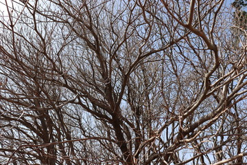 竜ヶ岳　日本　景色　山