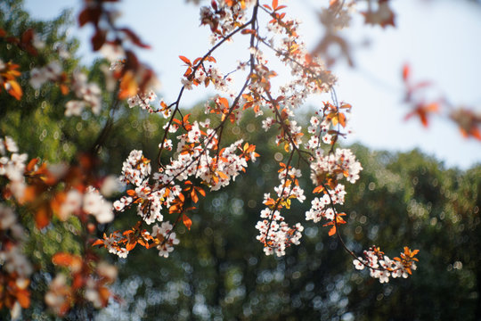 Red Spring Flowers Under The Sunshine