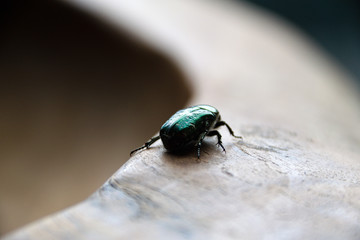 rose beetle on wooden background