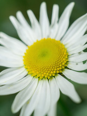 Fototapeta premium daisy flower close up