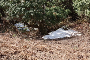 竜ヶ岳　日本　景色　山