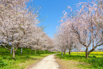 Obraz premium 権現堂堤 満開の桜