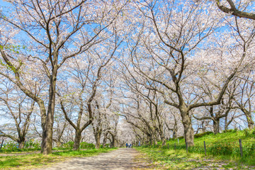 権現堂堤　桜のトンネル