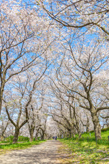 権現堂堤　桜のトンネル